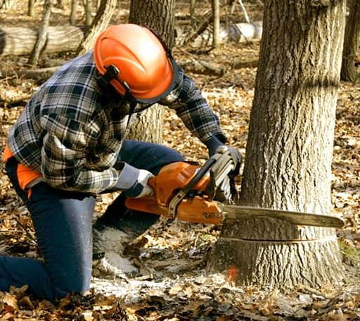 Tree Removal in Skandia, MI